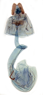 Female genitalia; Ashe County; J.B. Sullivan.
