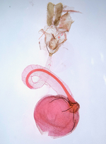 Female genitalia; Richmond County; Jim Petranka.