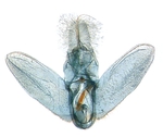 Male genitalia; North Carolina; J.B. Sullivan.
