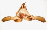 Male genitalia; Madison County; Jim Petranka.