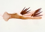 Aedeagus; Madison County; Jim Petranka.