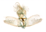 Male genitalia; North Carolina; J.B. Sullivan.