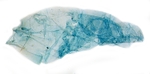 Female pelt; Cabarrus County; J.B. Sullivan.