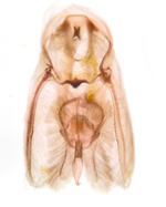 Male genitalia (ventral aspect); Moore County; Jim Petranka.
