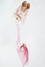 Female genitalia; Wake County; Jim Petranka.