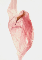 Female genitalia (signum); Wake County; Jim Petranka.