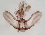 Male genitalia; Madison County; Jim Petranka.