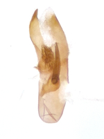 Male genitalia; Henderson County; Jim Petranka