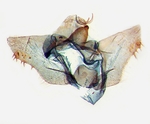 Male genitalia; North Carolina; J.B. Sullivan.