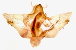 Male genitalia; Richmond County; Jim Petranka.