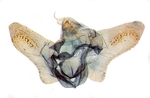 Male genitalia; Ashe County; J.B. Sullivan.