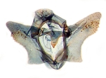 Male genitalia; Macon County; J.B. Sullivan.