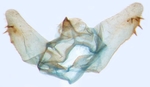 Male genitalia; North Carolina; J.B. Sullivan (typical sexdentata).