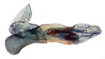 Aedeagus; Macon County; J.B. Sullivan.