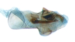 Aedeagus; North Carolina; J.B. Sullivan.
