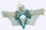 Male genitalia; Ashe County; J.B. Sullivan.