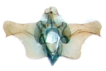 Male genitalia; Ashe County; J.B. Sullivan.