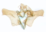 Male genitalia; Ashe County; J.B. Sullivan.