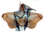 Male genitalia; Richmond County; J.B. Sullivan.