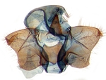 Male genitalia; Carteret County; J.B. Sullivan.