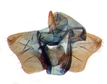 Male genitalia; Carteret County; J.B. Sullivan.