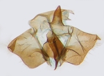 Male genitalia; North Carolina; J.B. Sullivan.
