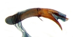 Aedeagus; Richmond County; J.B. Sullivan.