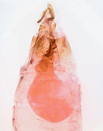 Female genitalia; Richmond County; Jim Petranka.