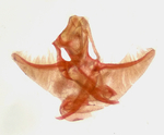 Male genitalia; Moore County; Jim Petranka.