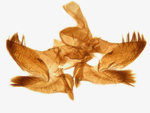 Male genitalia; Richmond County; Jim Petranka.