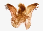 Male genitalia; Moore County; Jim Petranka.