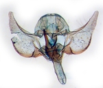 Male genitalia; Ashe County; J.B. Sullivan.