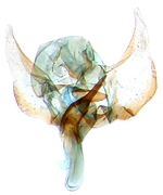 Male genitalia; North Carolina; J.B. Sullivan.