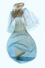 Male genitalia; North Carolina; J.B. Sullivan.