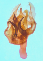 Male genitalia; Richmond County; Jim Petranka.