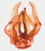 Male genitalia; Richmond County; Jim Petranka.