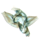 Male genitalia; North Carolina; J.B. Sullivan.