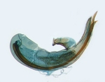 Aedeagus; North Carolina; J.B. Sullivan.