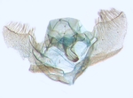 Male genitalia; North Carolina; J.B. Sullivan.