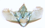 Male genitalia; Carteret County; J.B. Sullivan.