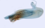Aedeagus; Carteret County; J.B. Sullivan.