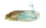 Aedeagus; North Carolina; J.B. Sullivan.