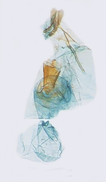 Female genitalia; Madison County; J.B. Sullivan.