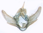 Male genitalia; North Carolina; J.B. Sullivan.