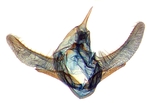 Male genitalia; North Carolina; J.B. Sullivan.