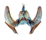 Male genitalia; North Carolina; J.B. Sullivan.