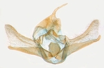 Male genitalia; North Carolina; J.B. Sullivan.