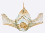 Male genitalia; North Carolina; J.B. Sullivan.
