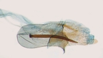 Aedeagus; North Carolina; J.B. Sullivan.