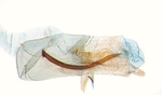 Aedeagus; North Carolina; J.B. Sullivan.